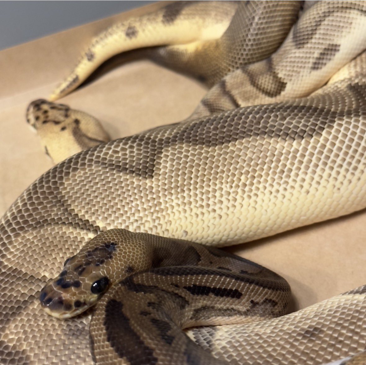 Yellow Benjamin tweet media