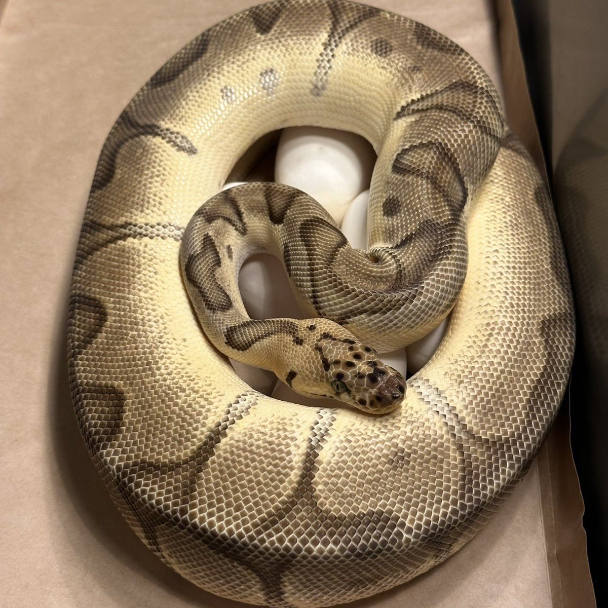 Yellow Benjamin tweet media