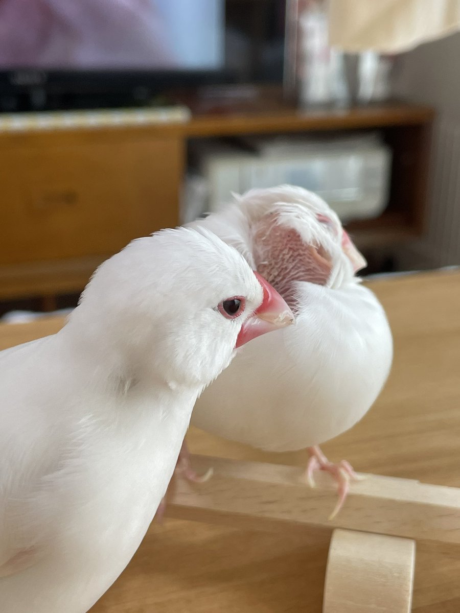 よんちゃ tweet media