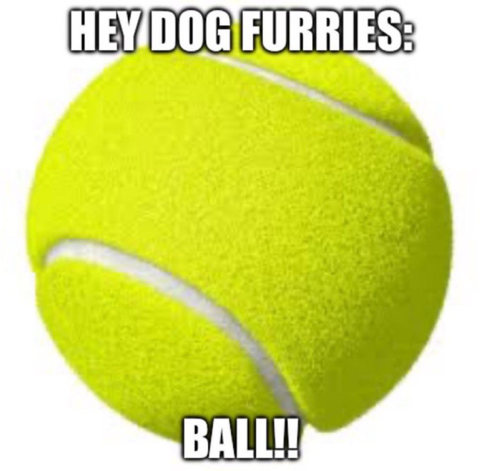 Sir Borks a Lot 👑 tweet media