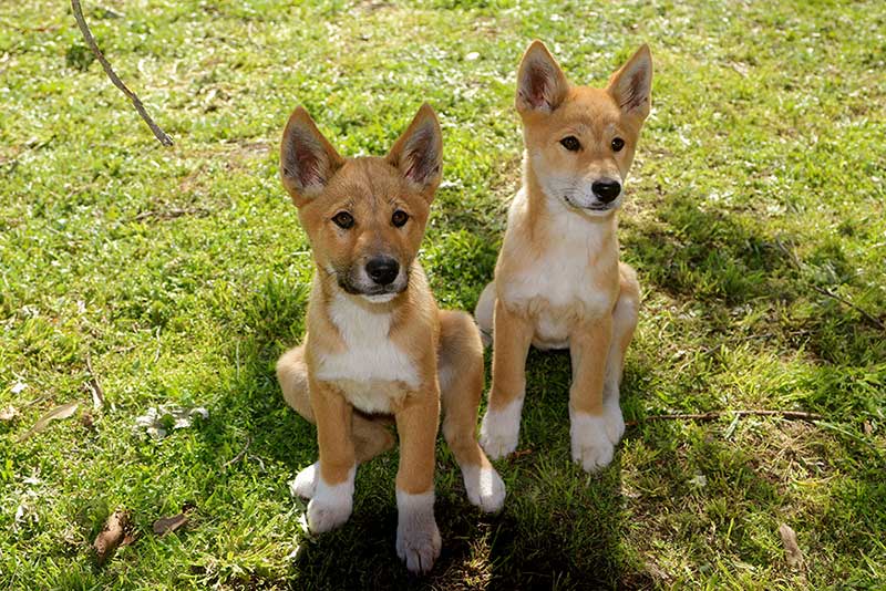 Kynzite Eira VT | Dingo Tomboy tweet media