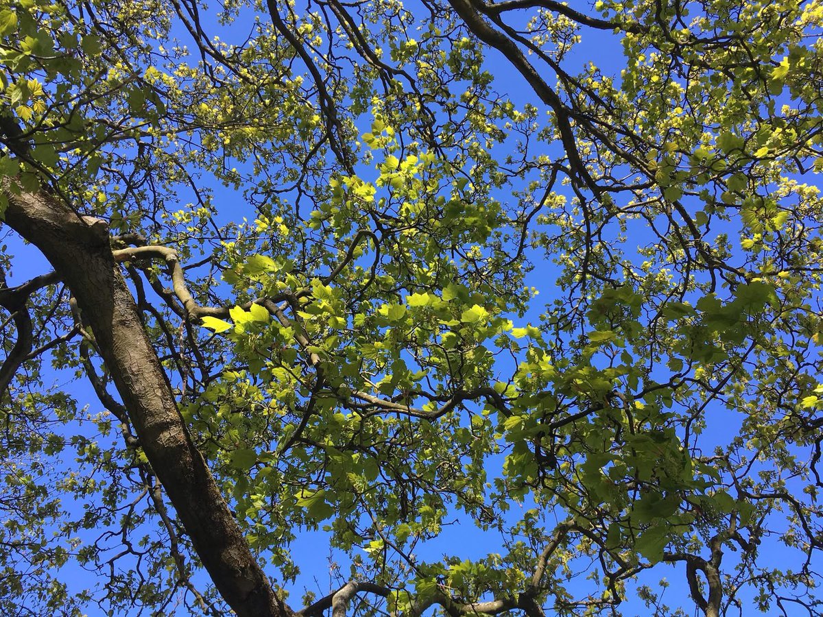 The Edinburgh Birdwatcher tweet media