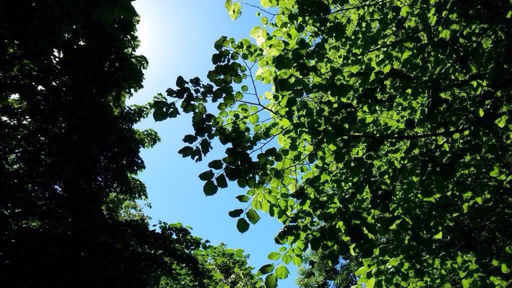 The Edinburgh Birdwatcher tweet media