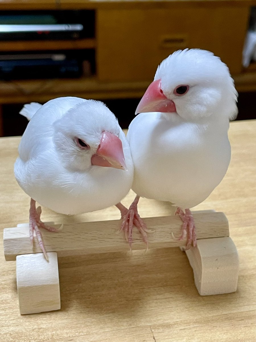 よんちゃ tweet media