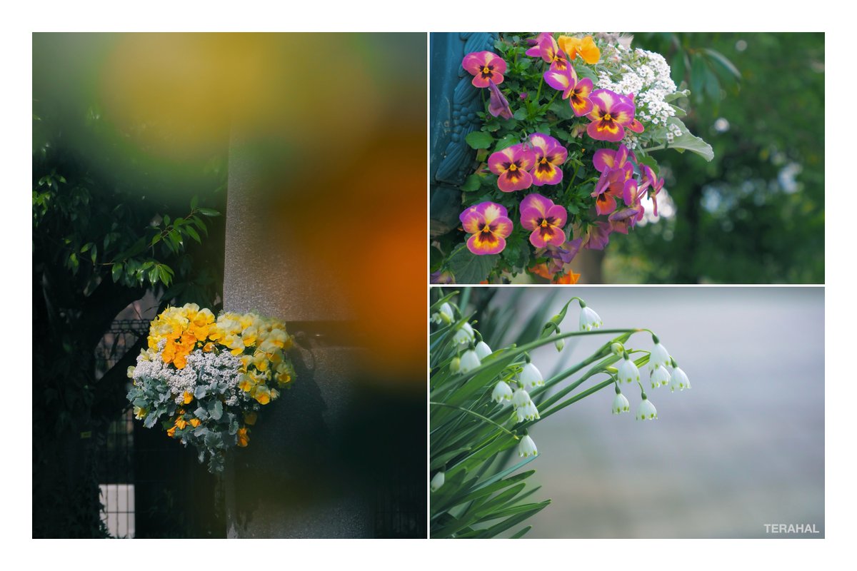 TERAHAL🐱 tweet media