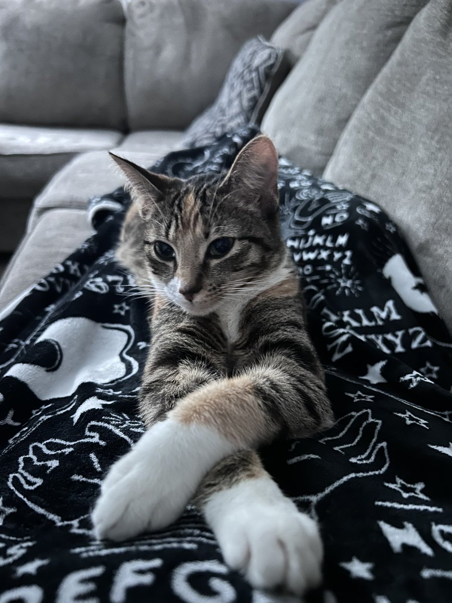 Hana Yoshida 💜| Ghost Vtuber 👻✖️ tweet media