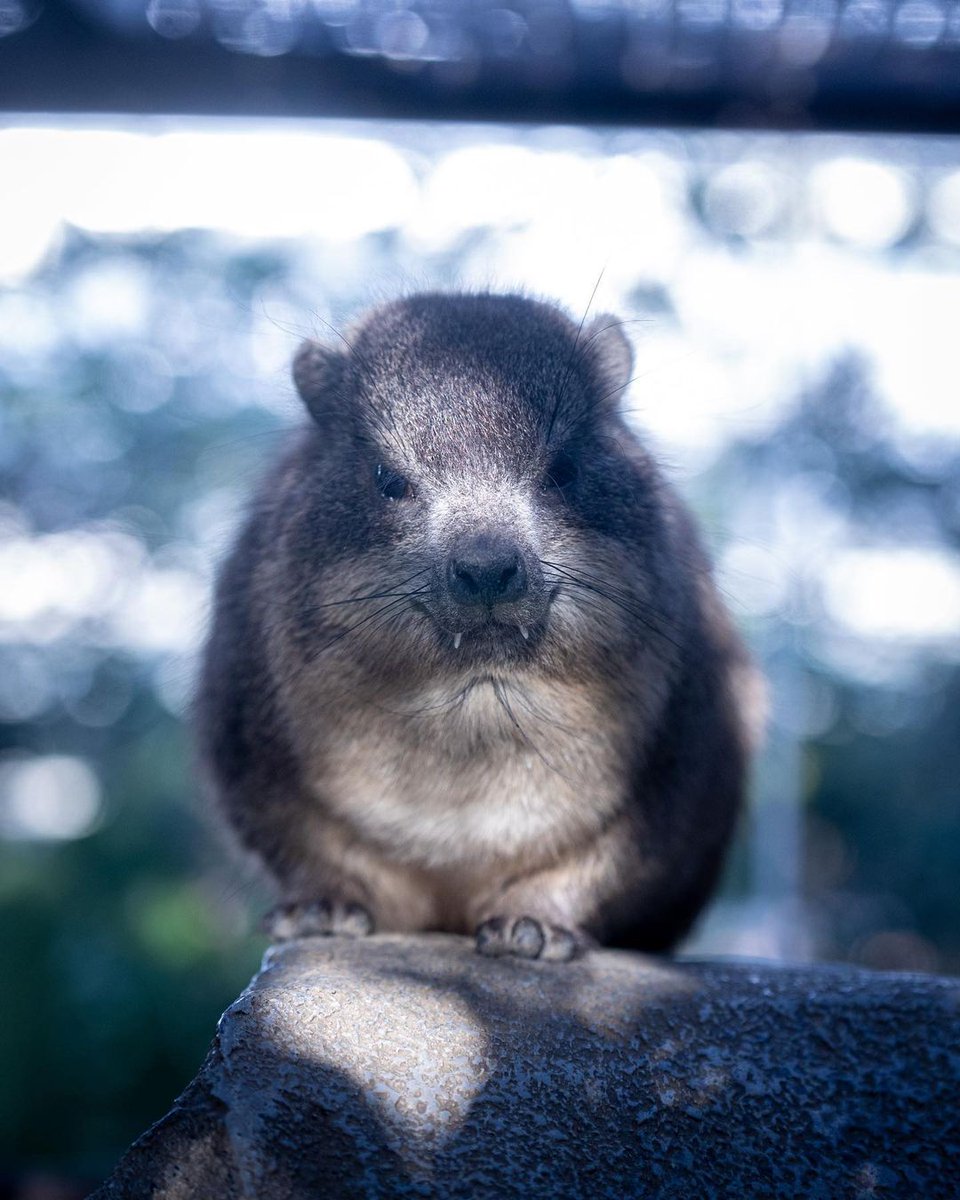 CatisticallySpeaking, Known Mimigamer tweet media