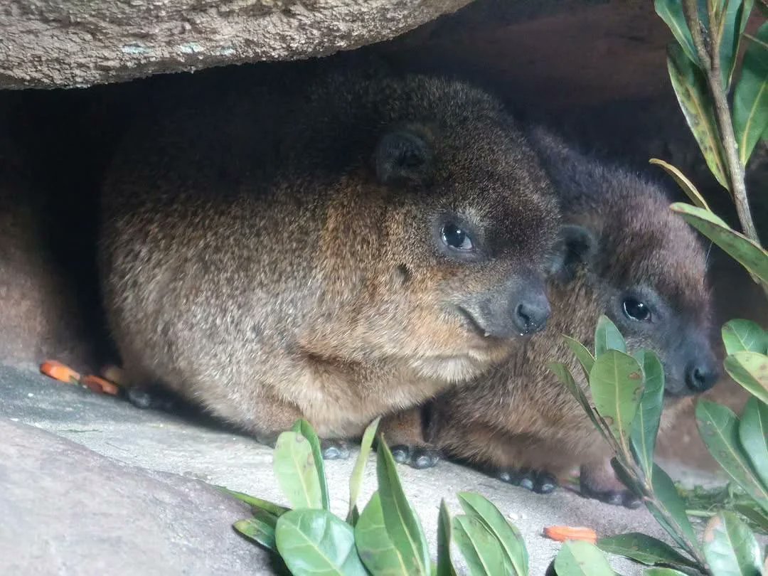 CatisticallySpeaking, Known Mimigamer tweet media