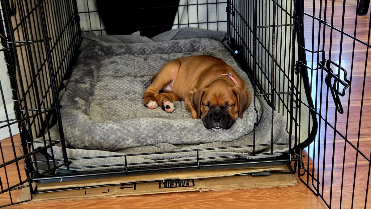 SteelToeStats tweet media