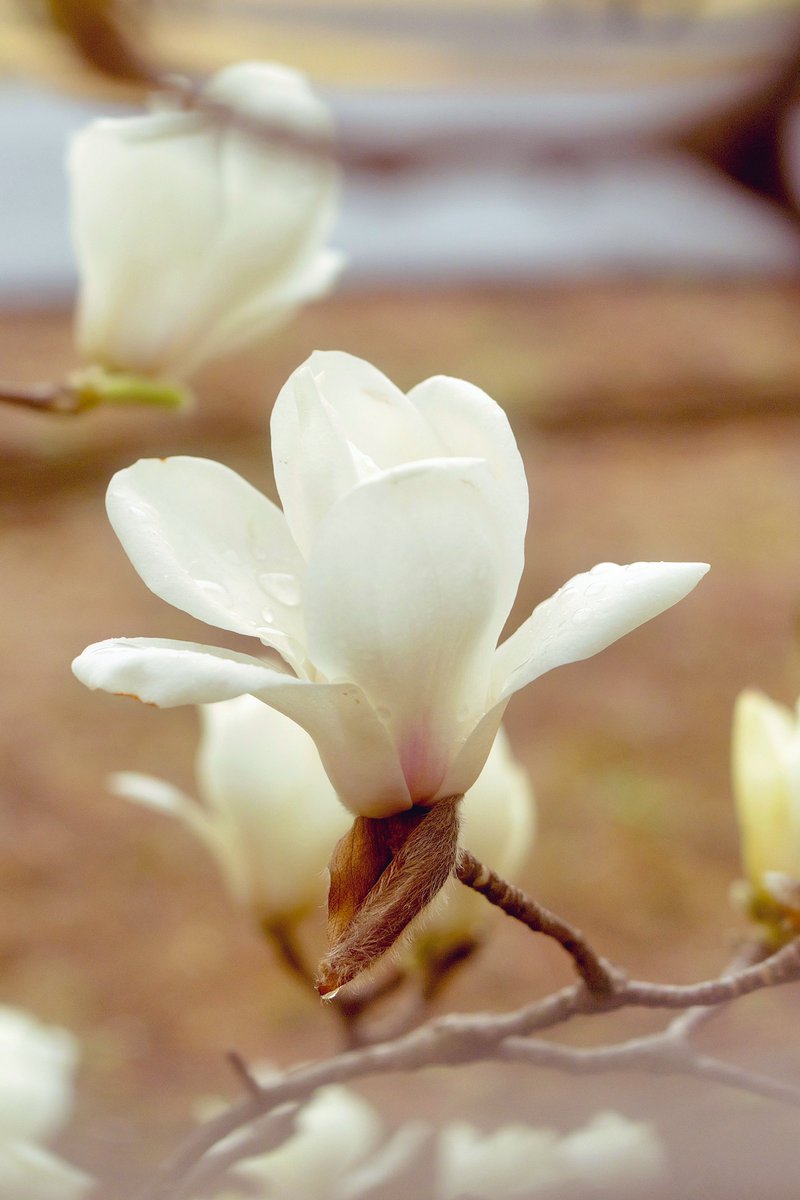 ROG FLOW T tweet media