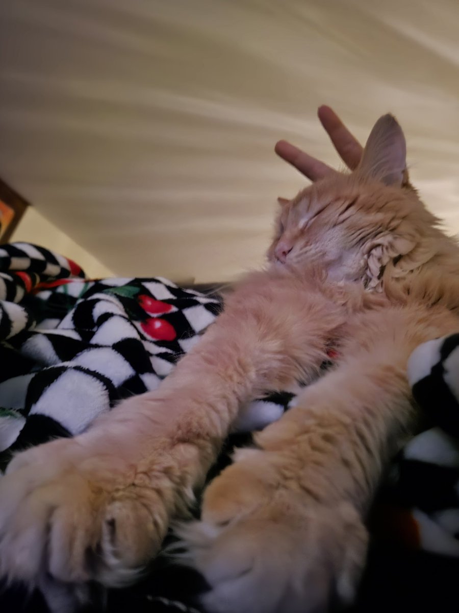 Taiga Chama 🐈‍⬛🍷INVICTA tweet media