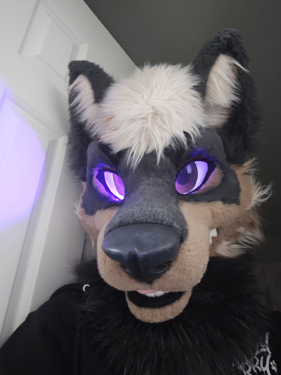 🐾 Flynn 🦊 🔜 FE 🐾 tweet media