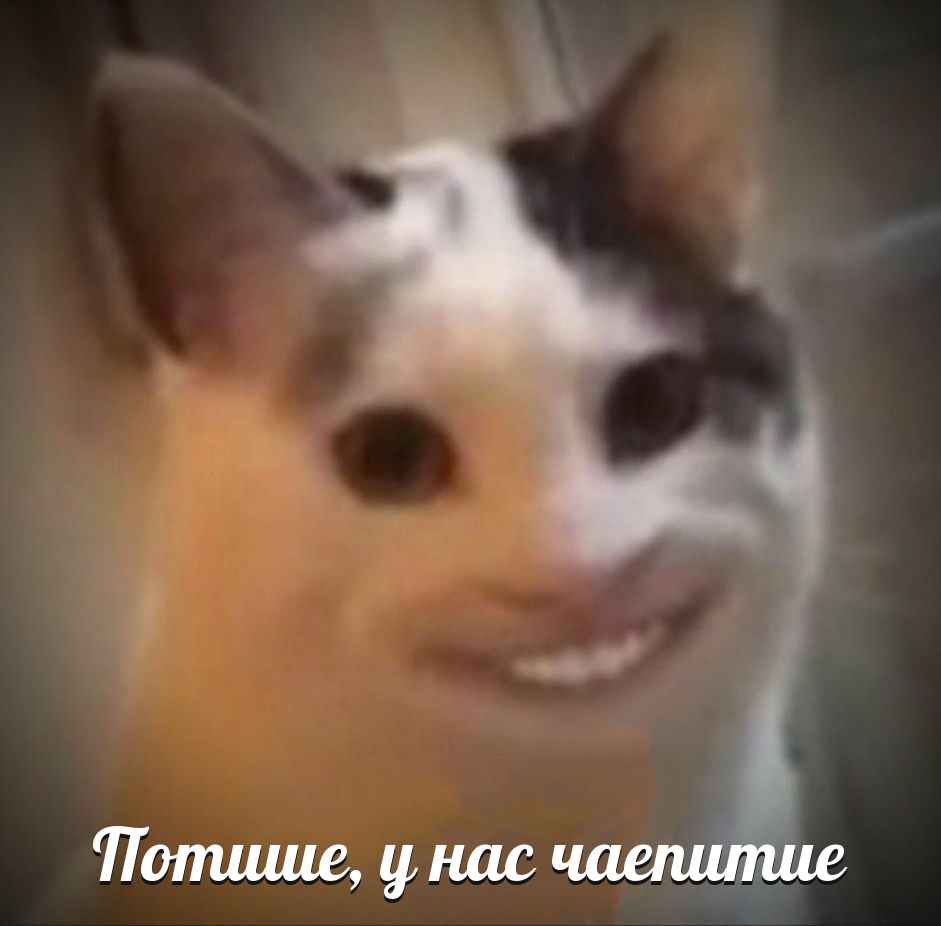 Луᓚᘏᗢ tweet media