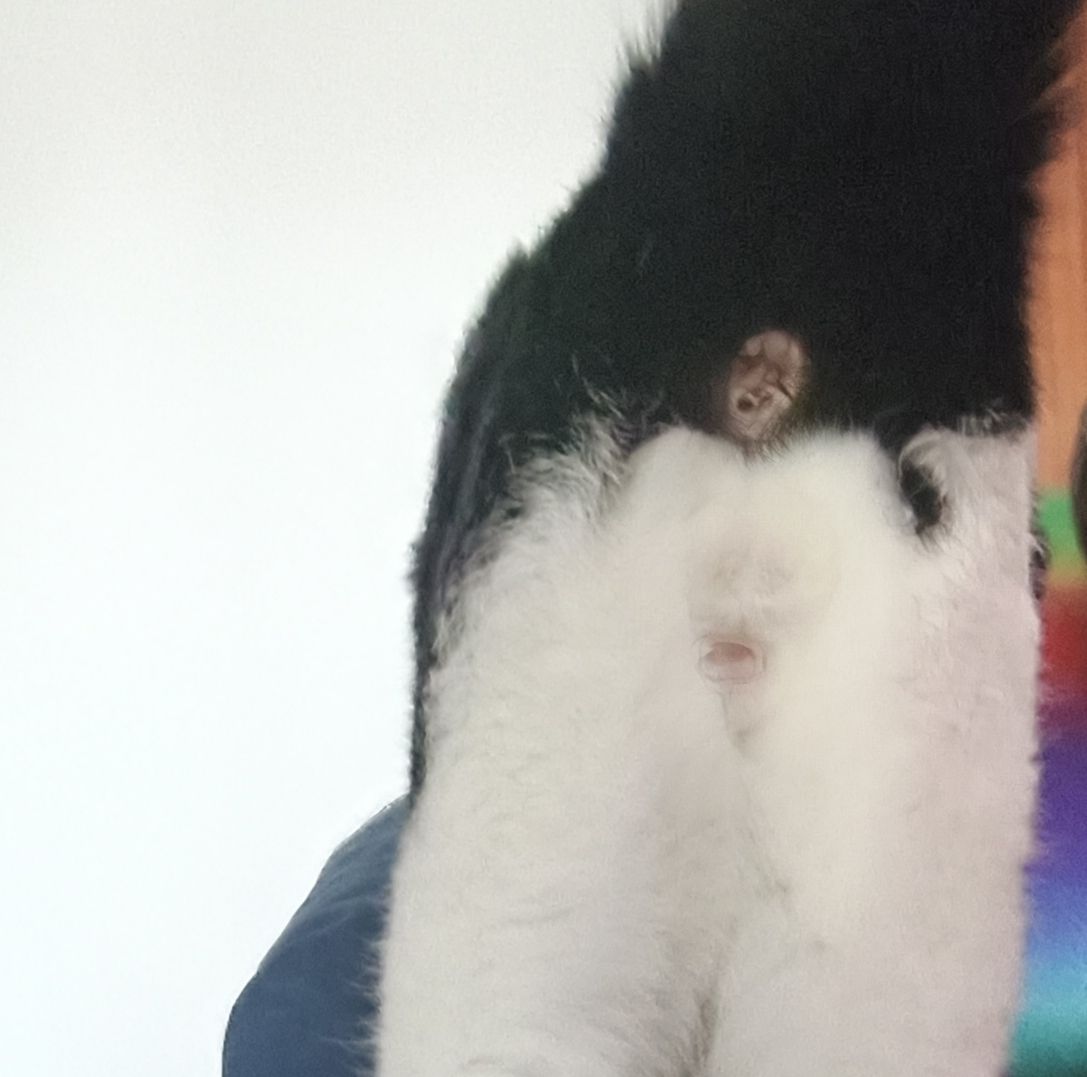 PepsiRecio tweet media