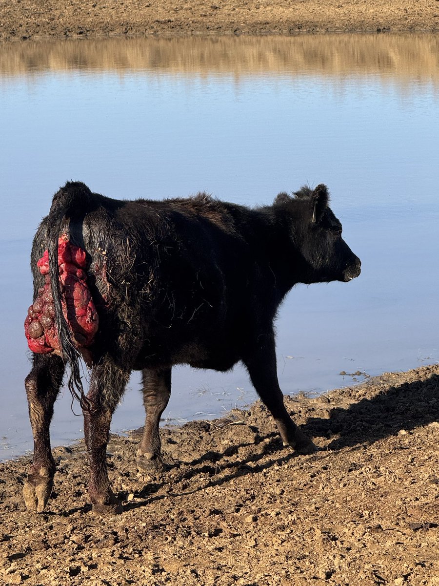 old chunk of coal tweet media