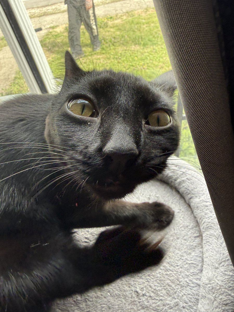 GOREJIRλ tweet media