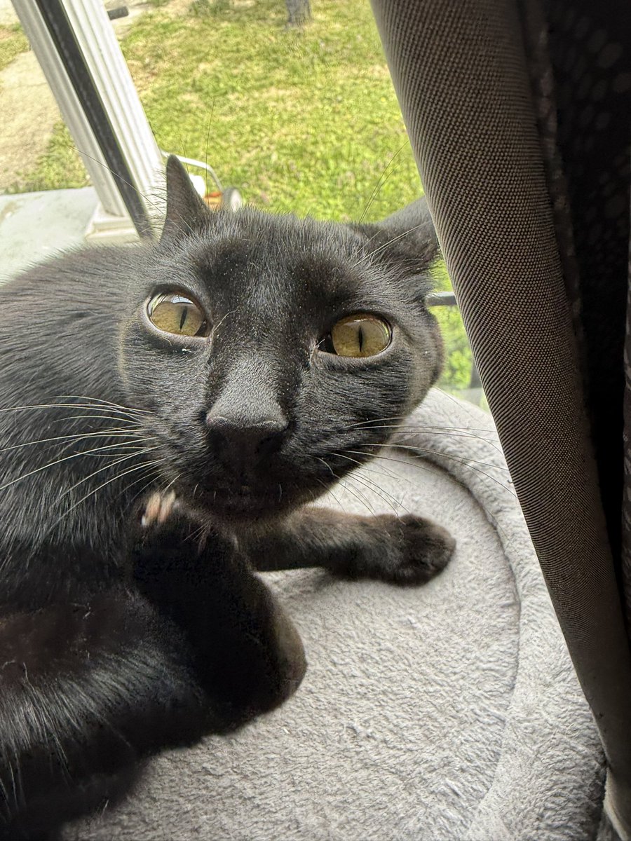 GOREJIRλ tweet media