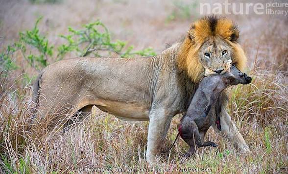 Pull Counter tweet media