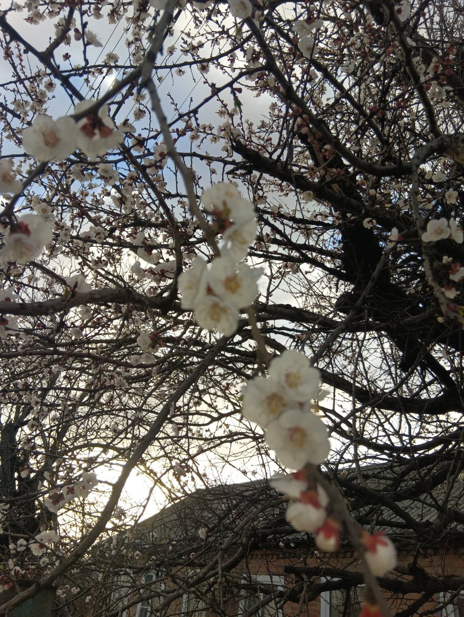 🐕Шавка из секты tweet media