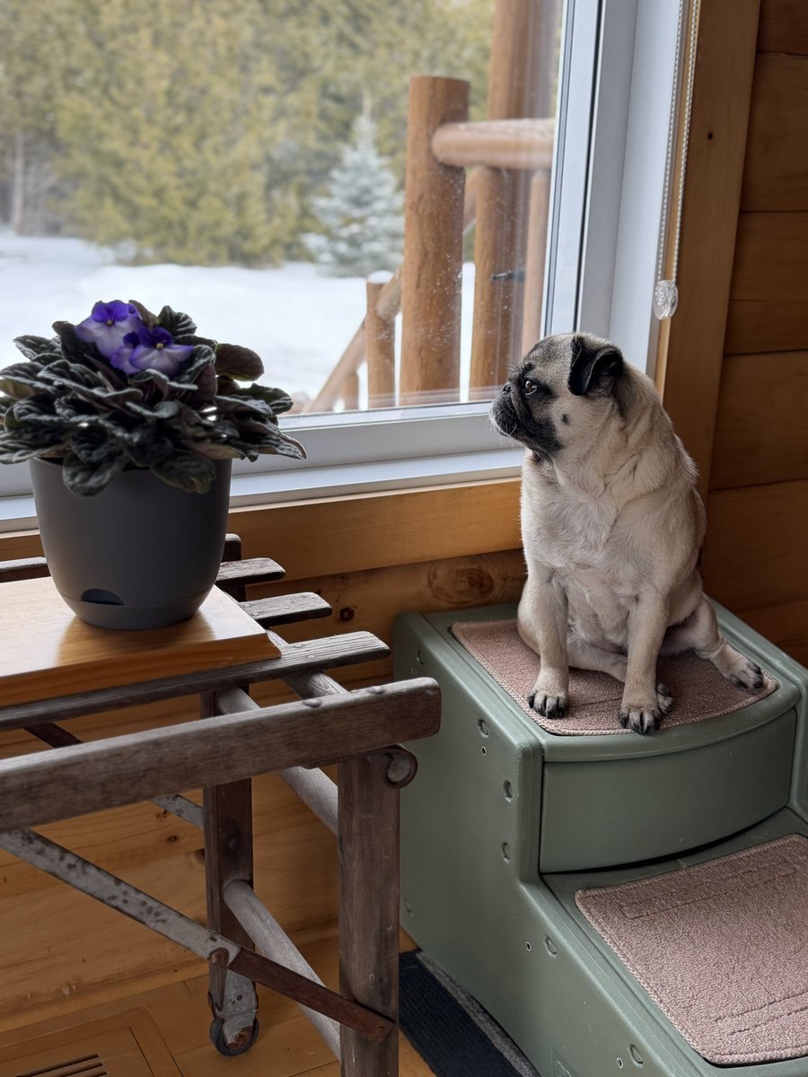 Edna the Pug & Angel Edie 🌈 tweet media