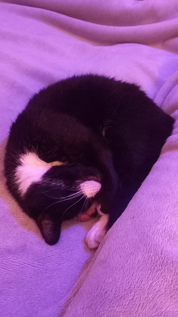 The Tails of the Two Kings tweet media