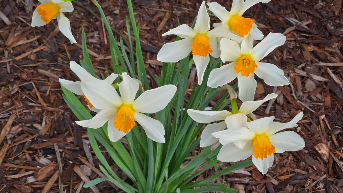 @OldGrumpyMike.bsky.social tweet media