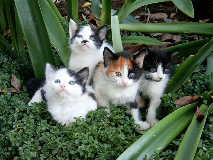 KaT~ 💀 tweet media