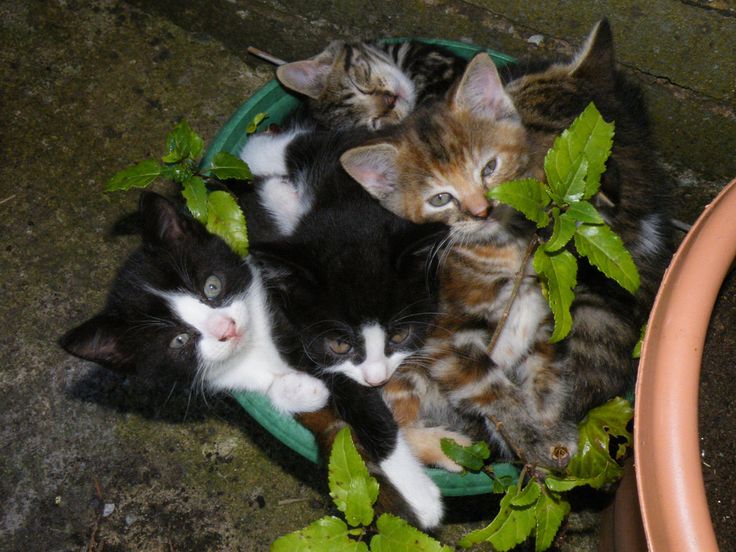 KaT~ 💀 tweet media