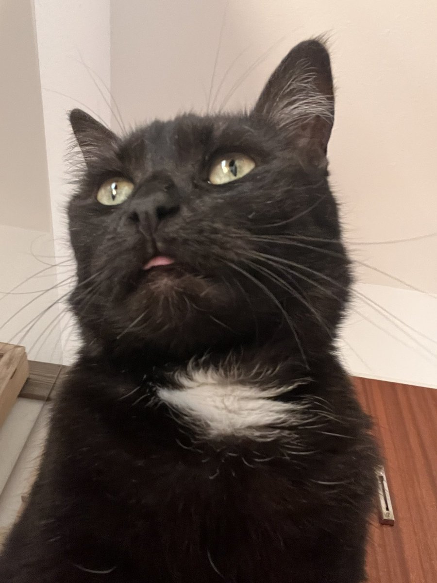 floating tweet media