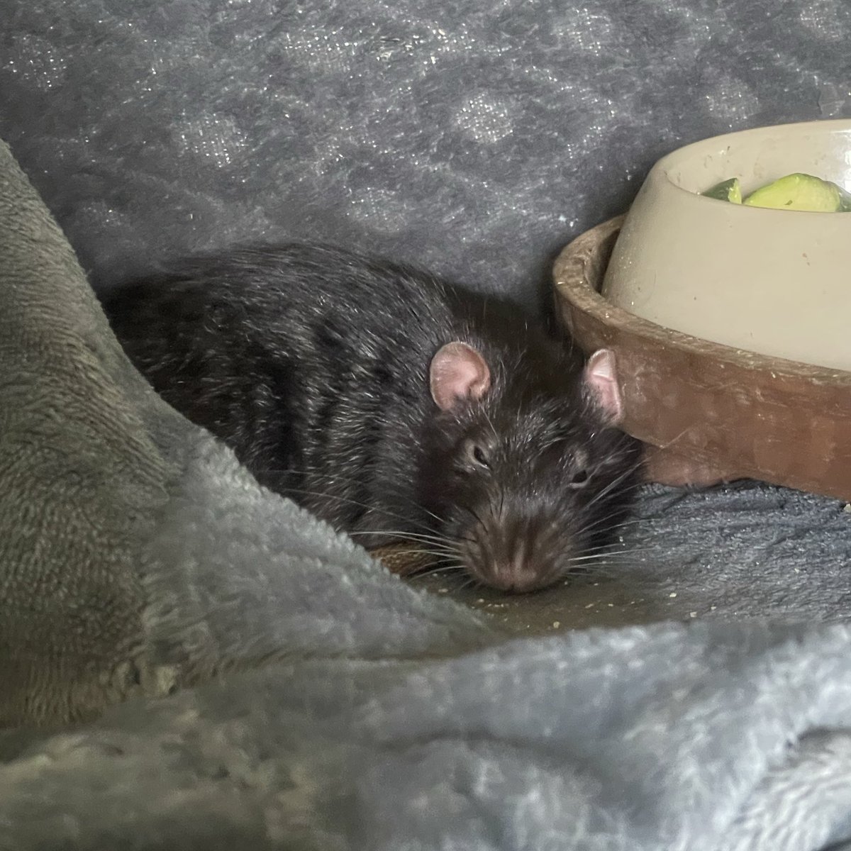 Scott W. Feelgrim tweet media