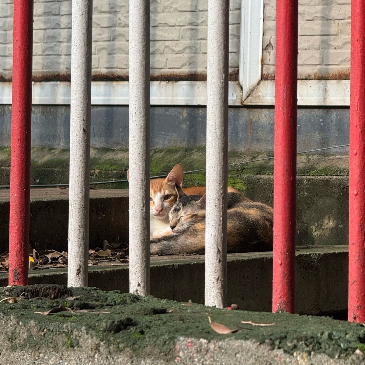 莫道夫 tweet media