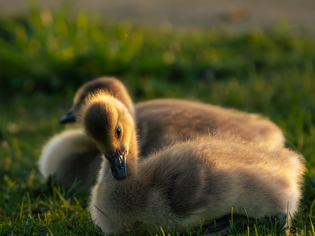 Forest Preserves tweet media