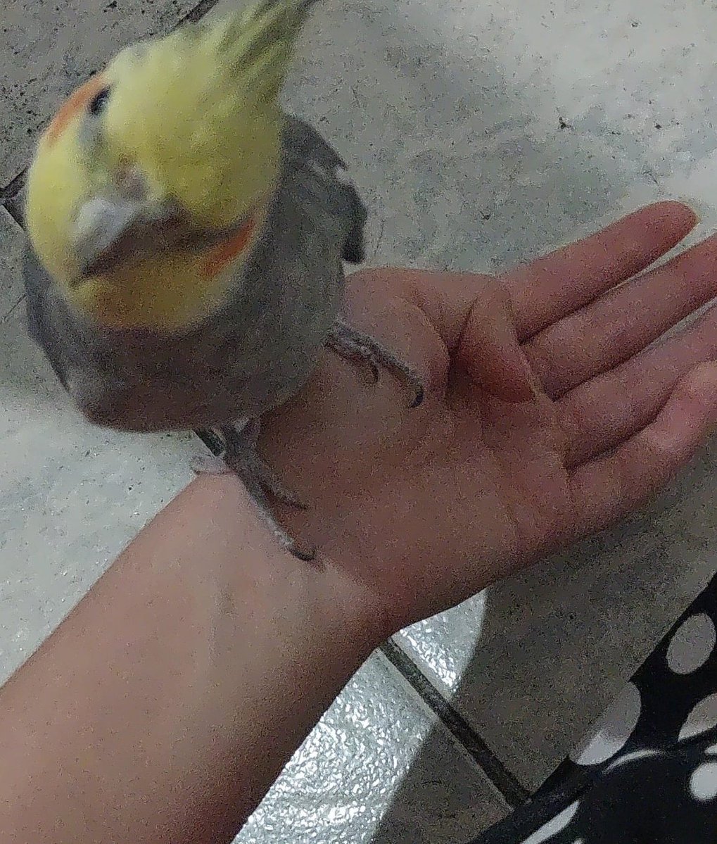 nicoly ☆ tweet media