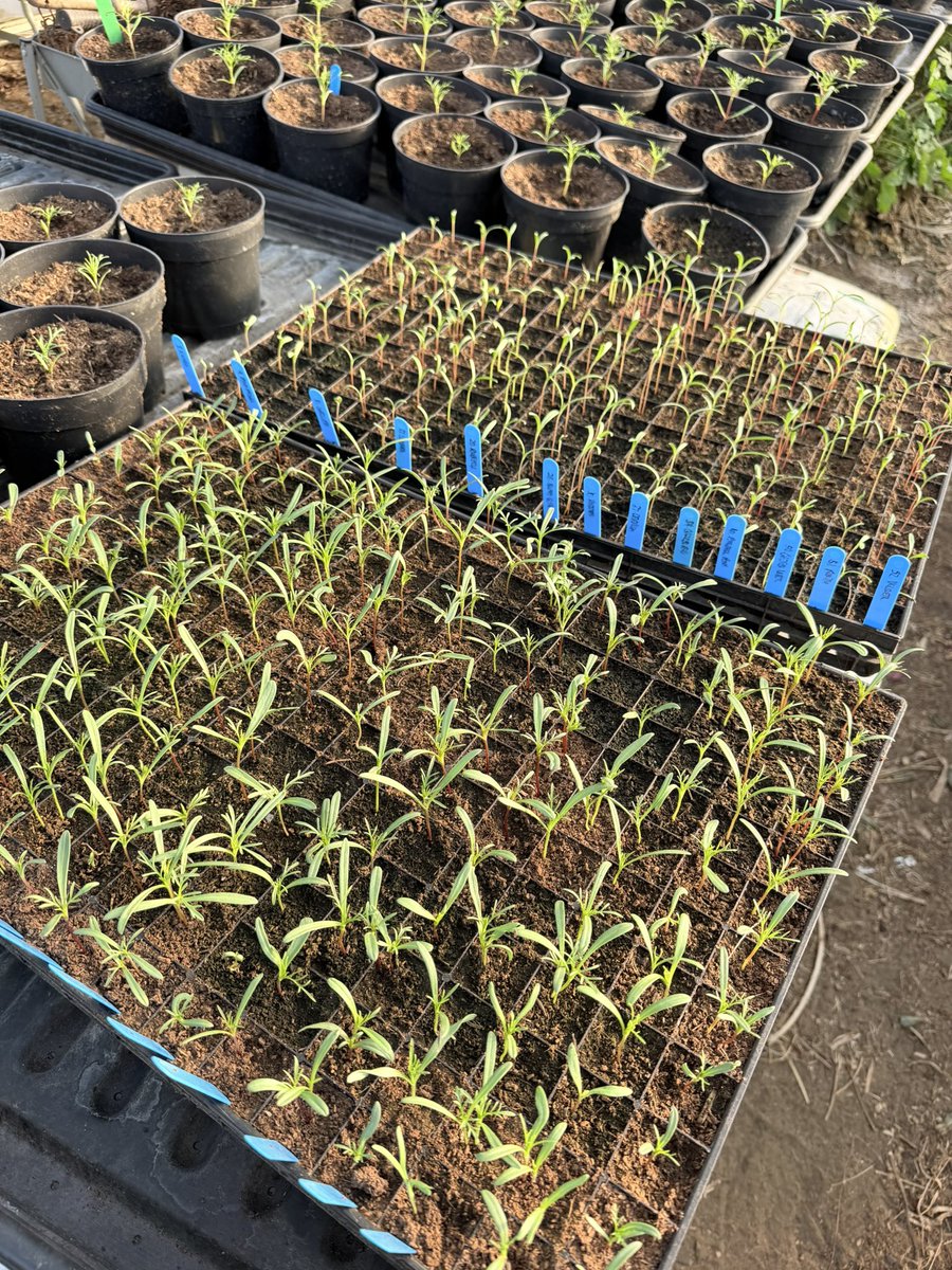 Jonathan Sheppard tweet media