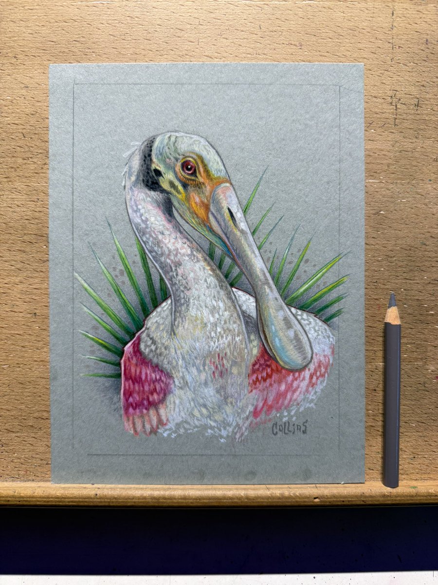 Bryan Collins tweet media