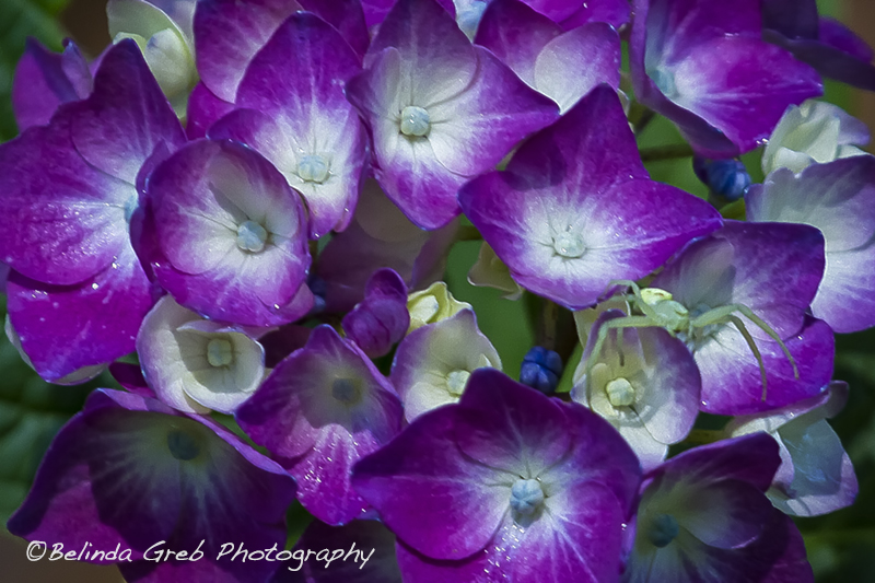 Belinda Greb tweet media