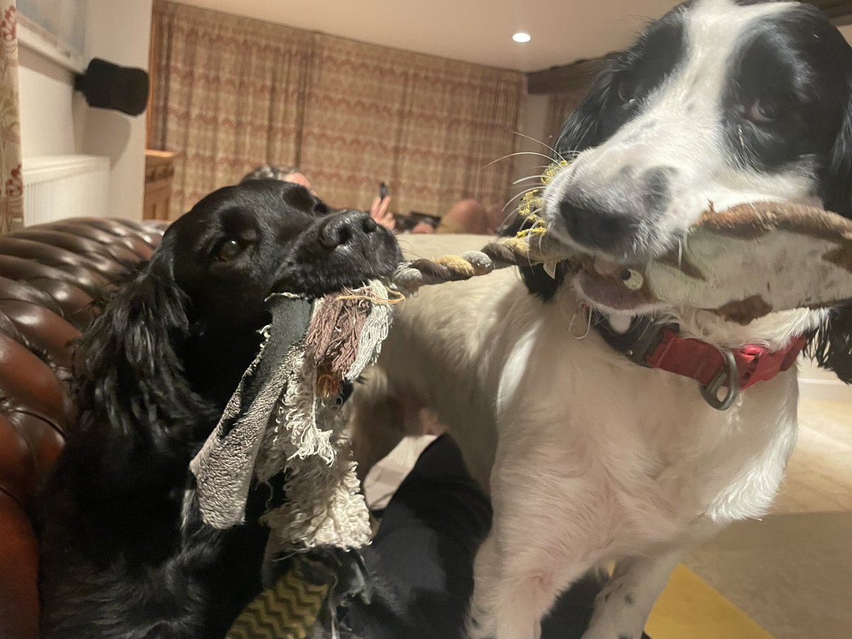 Carter_LikeDan's tweet image. Girl Boss back so we’re fighting over who gets to greet her with manky toy. While trampling on her tummy. She’s delighted. #dogsoftwitter #DogsofTwittter #dogsofx