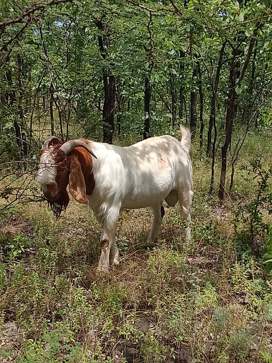 Tefo4000's tweet photo. 🌟 MOHAWK 🌟
Our veld adapted Sire 🌿
#youngfarmer
#goatfarming https://t.co/YJ46Gkbm8k