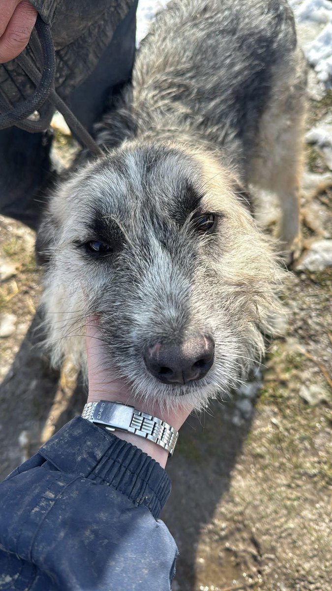 Pawprints to Freedom Rescue🐾 tweet media