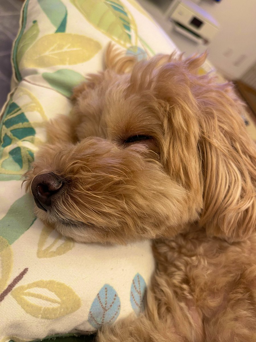 ふわふわマルプーのシフォン tweet media