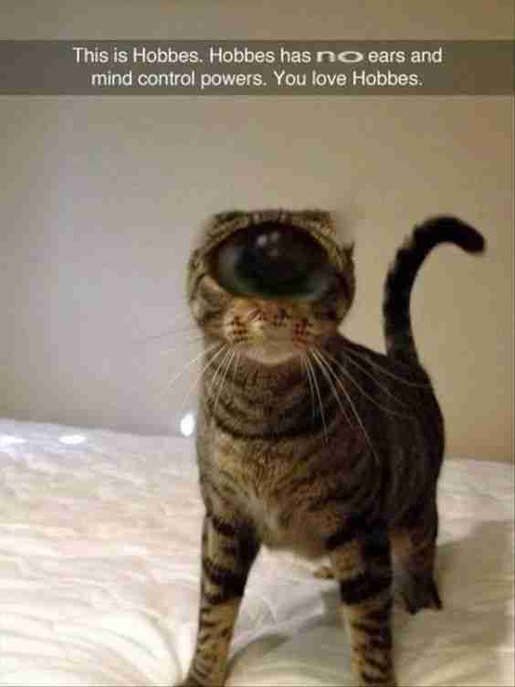 phantotree tweet media