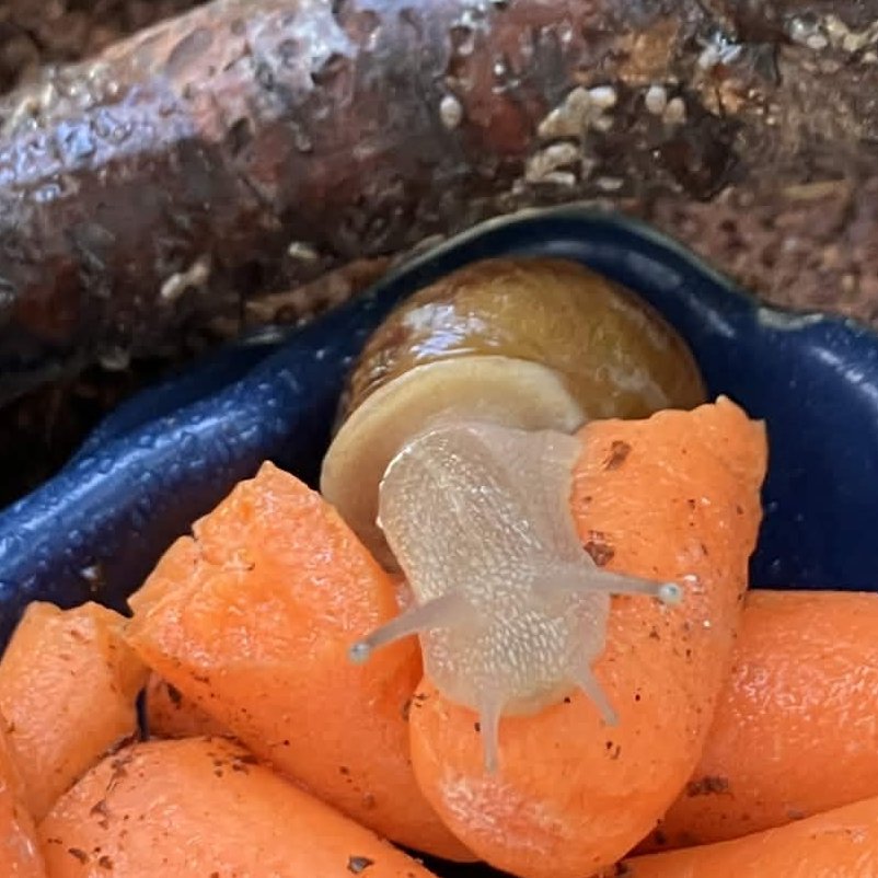 Lemi Lichen 🐌🧪 SVP tweet media