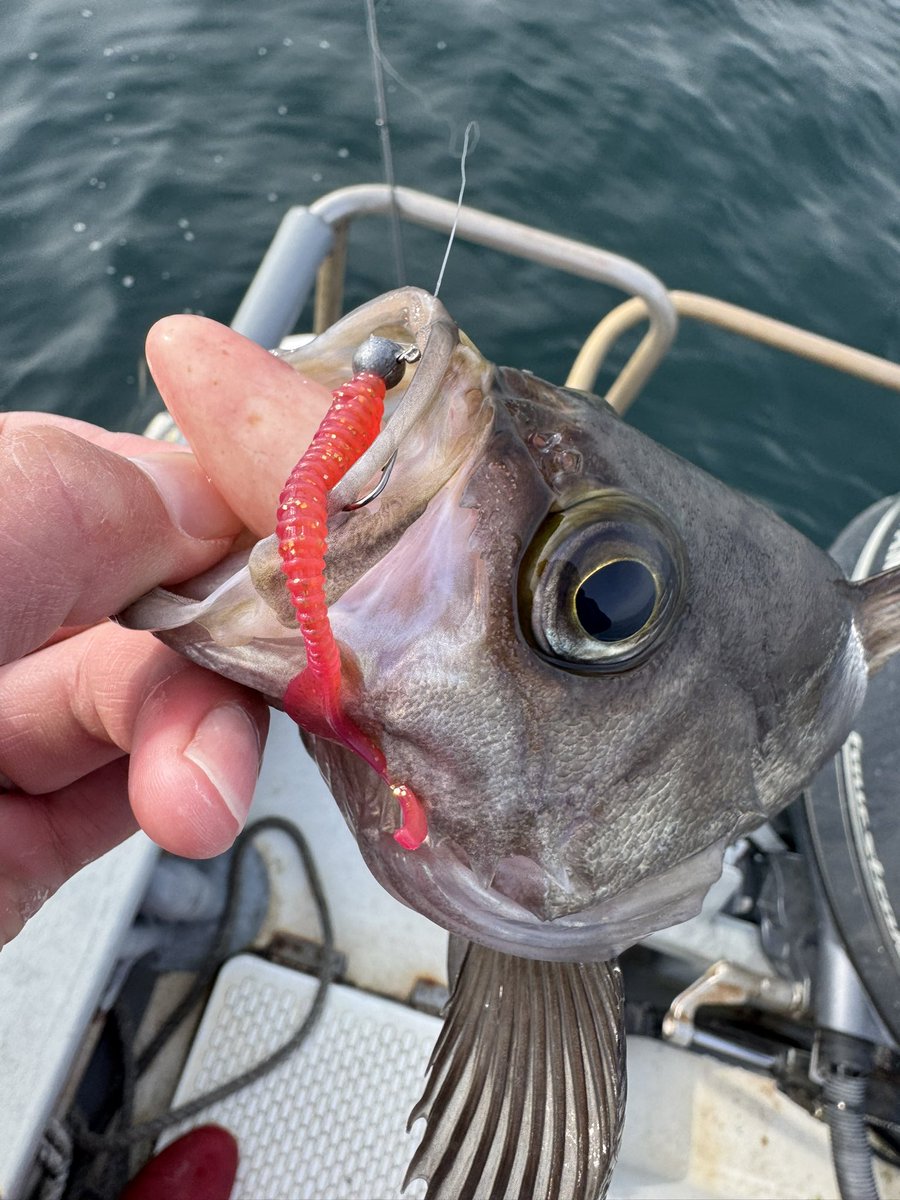 🐟️フィッシングガイド勝栄丸🎣🚢 tweet media