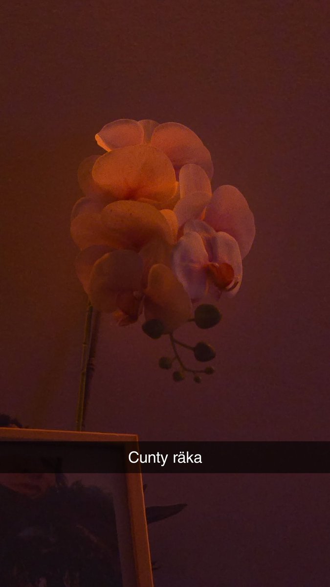 Bokhyllan tweet media