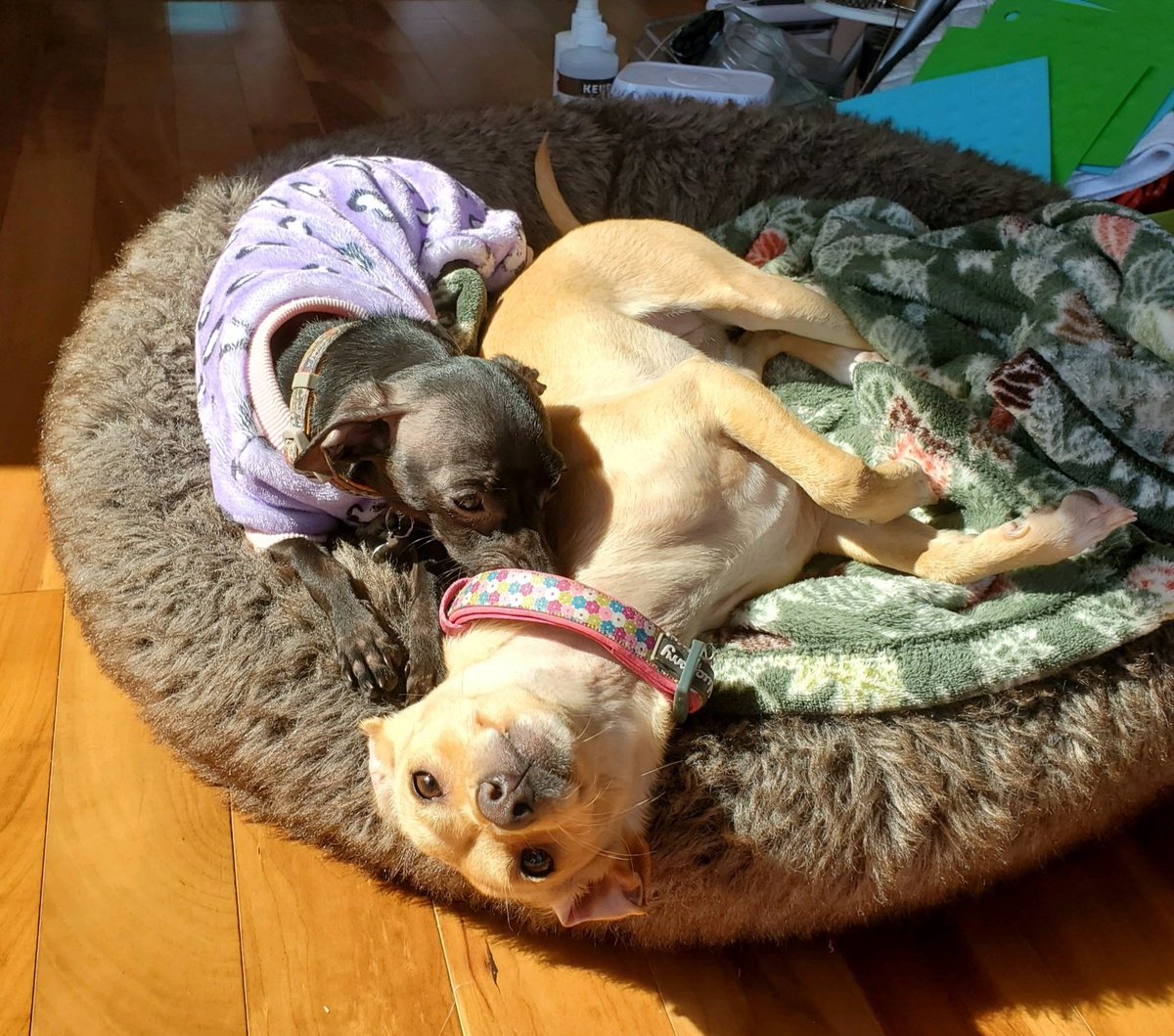 Todd Backman tweet media