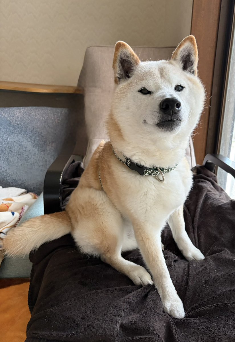 柴犬がっくん tweet media