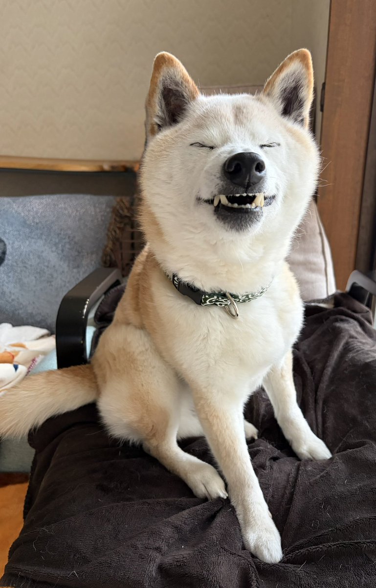 柴犬がっくん tweet media