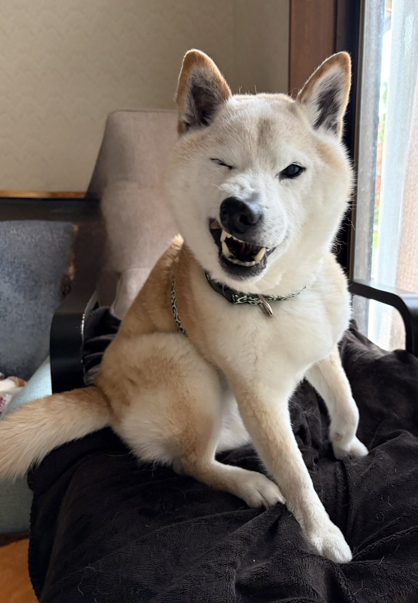 柴犬がっくん tweet media