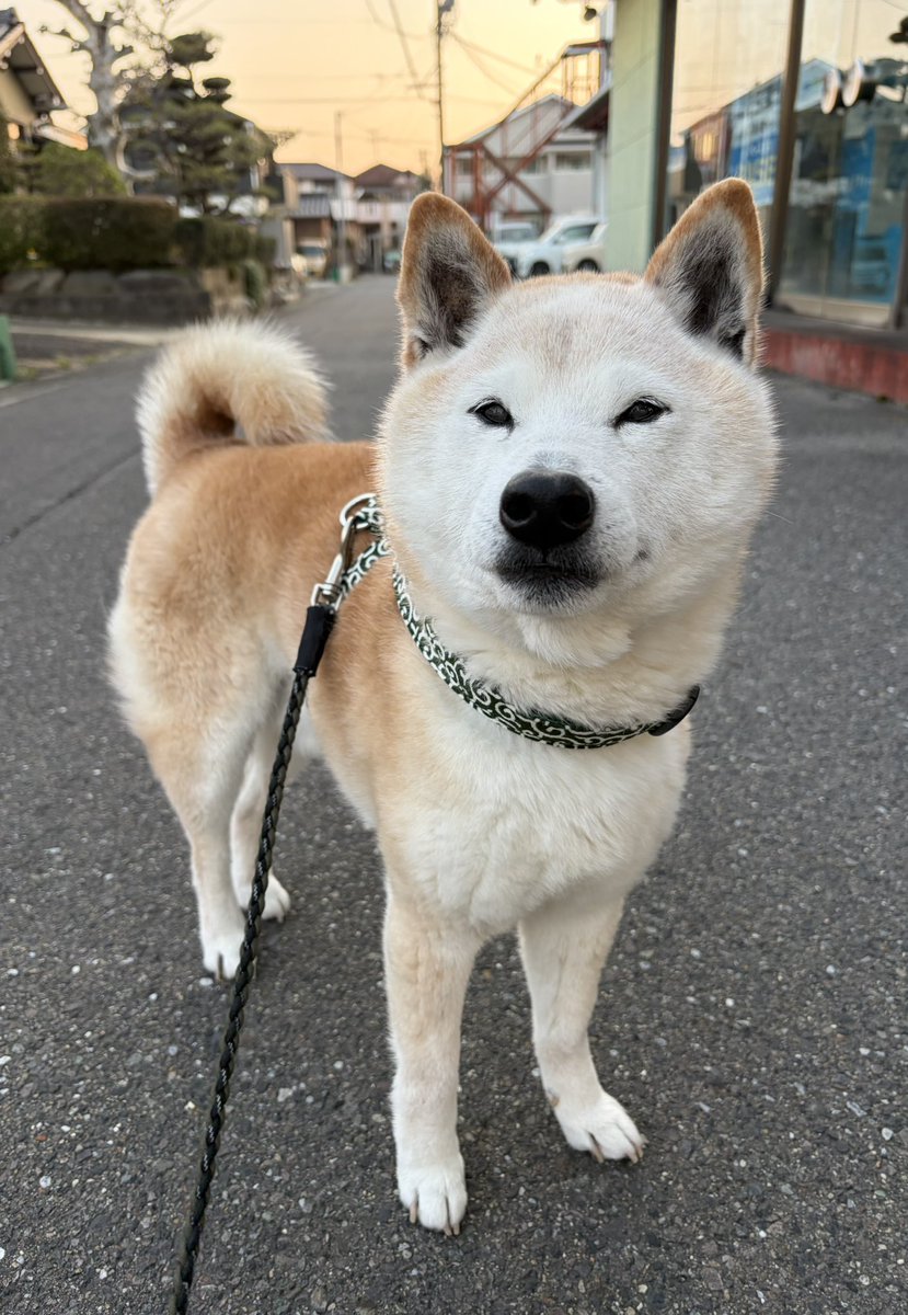 柴犬がっくん tweet media