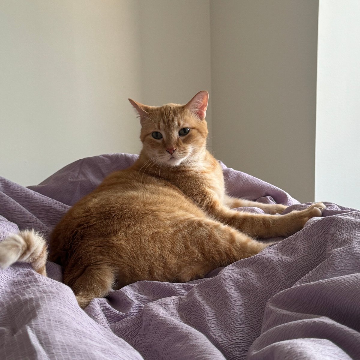 Tree House Humane Society tweet media